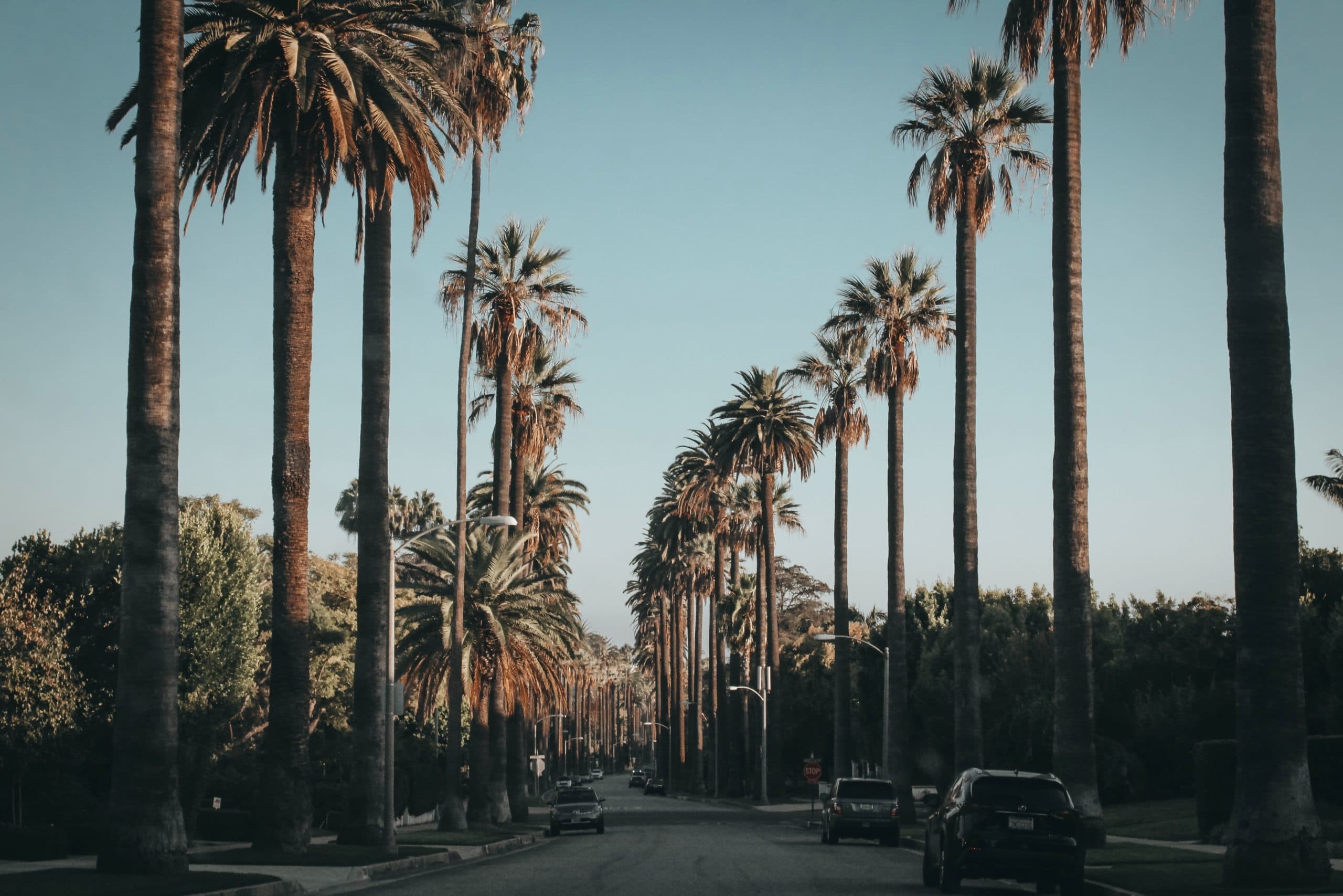 A street lined with tall palm trees and cars under a clear blue sky.