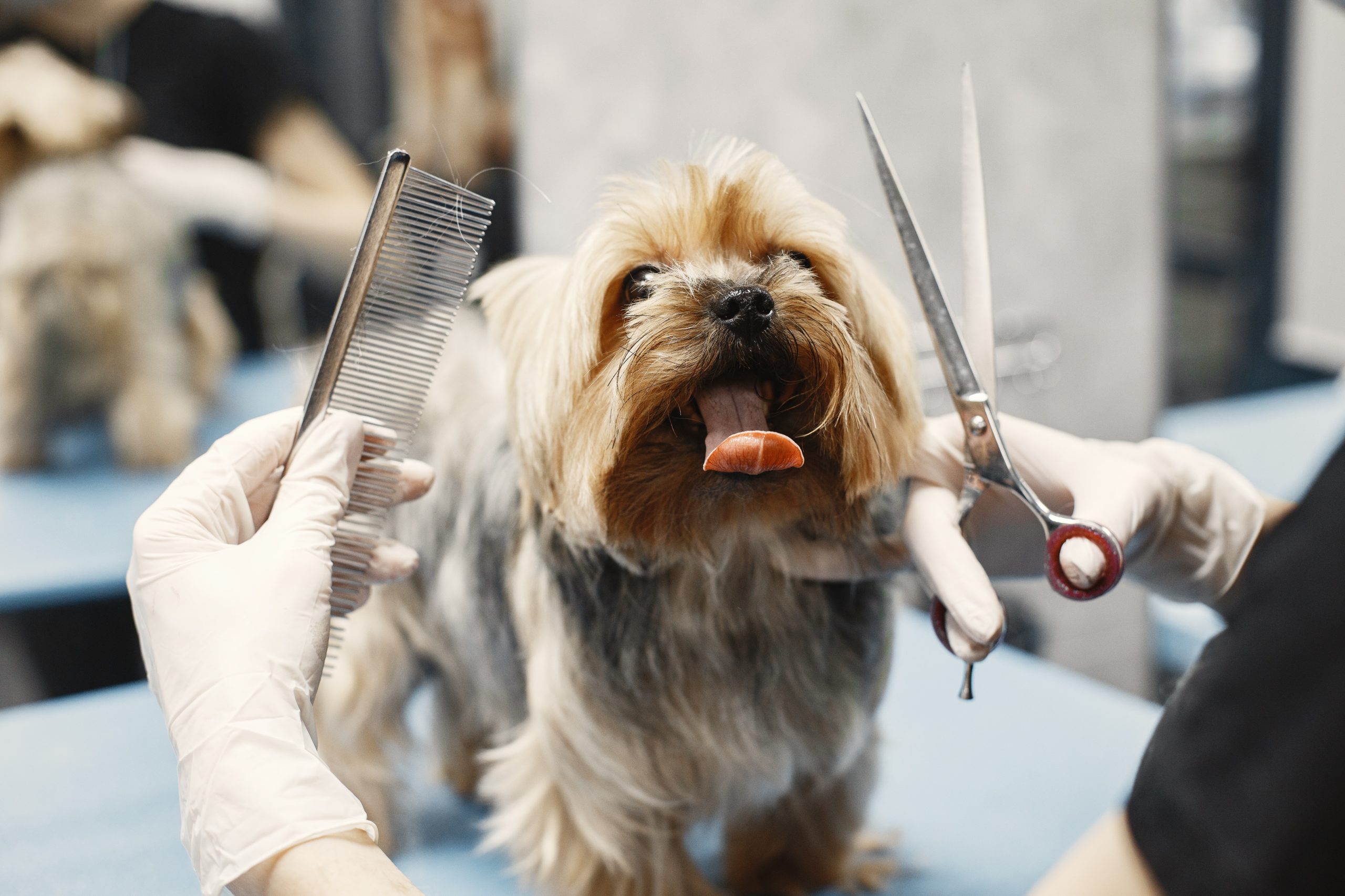 mobile dog grooming